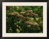 Mountain Laurel with Buds Ready to Blossom