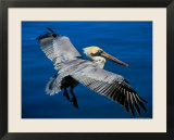 Male Brown Pelican in Breeding Plumage  Mexico