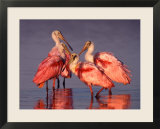 Four Roseate Spoonbills at Dawn  Ding Darling NWR  Sanibel Island  Florida  USA