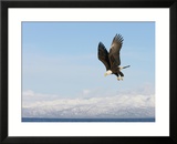 Bald Eagle in Flight with Upbeat Wingspread  Homer  Alaska  USA