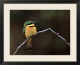 Little Bee Eater  Kenya