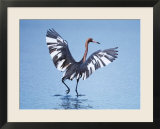 Reddish Egret Fishing  Ding Darling National Wildlife Refuge  Sanibel Island  Florida  USA