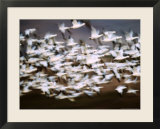 Snow Geese in Flight  Skagit Valley  Skagit Flats  Washington  USA