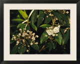 Mountain Laurel in Bloom in Early Morning Light