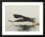 Bald Eagle Seeking to Catch a Fish  Homer  Alaska  USA