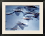 Snow Geese in Flight at the Skagit Flats  Washington  USA
