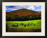 Vermont Cows