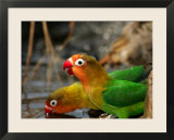 Two Fishers Lovebirds Drinking Water (Agapornis Fischeri)