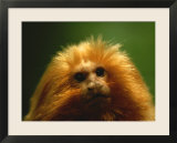 A Portrait of a Golden Lion Tamarin