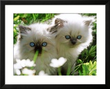 Two White Persian Kittens  Sweden