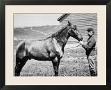 Comanche  Captain Keogh's Mount  the Only Survivor of Custer's Last Stand  25th June 1876