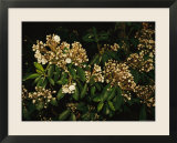 Mountain Laurel in Bloom in Early Morning Light