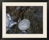 Stone with Word Trust in Water of Tranquil Stream