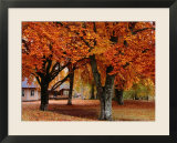 Beech Trees in Autumn at Medevi Brunn  Motala  Ostergotland  Sweden