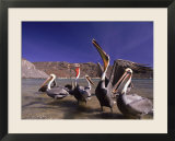 Grey Pelicans  Mexico