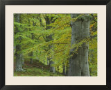 Beech Woodland in Autumn  Scotland