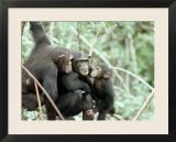Chimpanzees  Chimp Family  W Africa