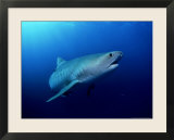 Tiger Shark  Aliwal Shoal  South Africa
