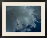 Alligator with Fish  Sky Reflection