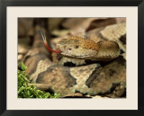 Northern Copperhead  Portrait  USA