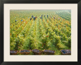 Overall View of French Vineyard During Harvest in Cote de Nuits Section of Burgundy