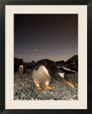 Gentoo Penguin  Bending Over  Sub Antarctic