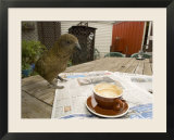 Kea on Coffee Table  New Zealand