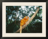 Golden Lion Tamarin  Poco Das Antas Reserve  Brazil