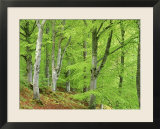 Common Beech in Early Spring  Scotland