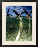Brown Pelican  Baja California  Mexico