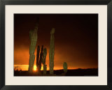 Cordon Cacti  Panorama  Mexico