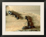 Carpenter Ants  Nests in Fallen Log  California  USA