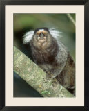 White Tufted-Eared Marmoset  Tijuca National Park  Brazil