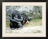 Chimpanzee  Mother & Baby  Zoo Animal