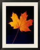 Autumn Leaf