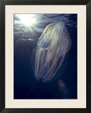 Salp  Poor Knights Marine Reserve  New Zealand