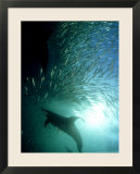 Common Dolphin  Hunting  South Africa