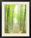 Beech Forest