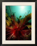 Sea Urchin  New Zealand