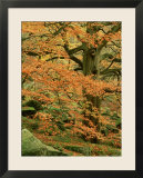 Common Beech  Autumn Colour  UK