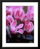 Mini Cyclamen  Close-up of Pink Flowers  November