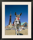 Seaside Donkey on Beach with Blackpool Tower Behind  Blackpool  Lancashire  England