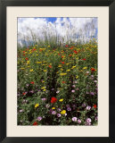 April Spring Flowers  Near Aidone  Central Area  Island of Sicily  Italy  Mediterranean