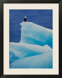 Bald Eagle on an Iceberg in Tracy Arm  Alaska  USA