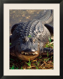 Alligator  Everglades National Park  Florida  USA