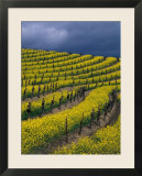 Springtime Mustard Blooms  Carneros Ava  Napa Valley  California