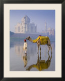 Camal and Driver  Taj Mahal  Agra  Uttar Pradesh  India