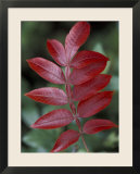 Shining Sumac in Autumn  Kentucky  USA