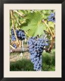 Nebbiolo Grapes  Tuscany  Italy