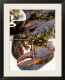 Canadian Lobster